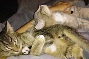Valio & Pancho