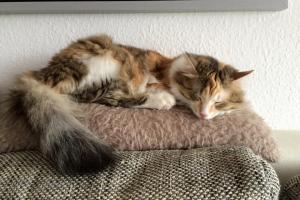 Ziva