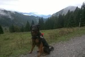 Frodo