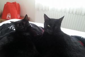 Romeo & Juliette