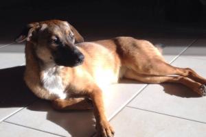 Shila