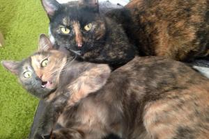 Amy & Joy
