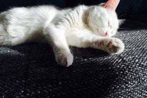 Miss Marple (Cotton White) 