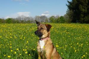 Hunde