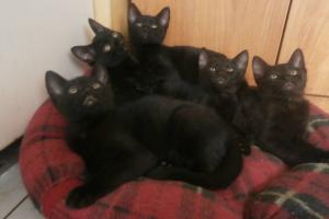 5 schwarze Fellchen 