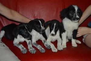 Molly & Megi & Maxi & Mimmi