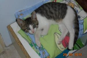 Manolo