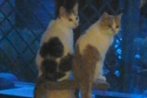 Aphrodite & Nala