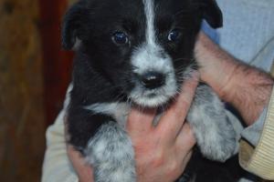 Lucy
