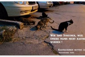 KASTRATIONEN RETTEN LEBEN