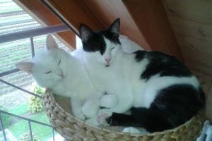 Flake & Charly