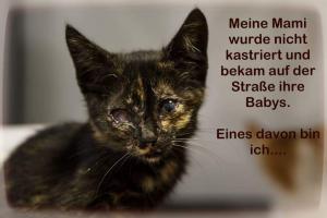 KASTRATIONEN RETTEN LEBEN