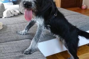 Arto 