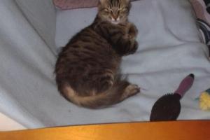 Contessa