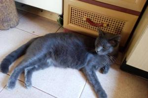 Steve