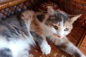 Masha