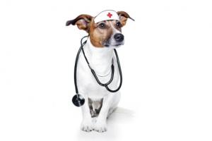 Hunde