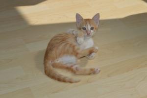 Little Tisho 
