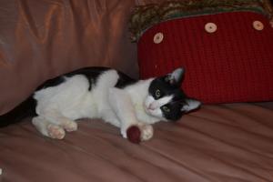 Minko