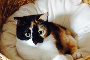 Muffin (Lizzy)