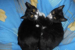 Hanni und Nanni