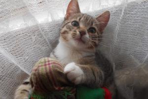 Zitano 
