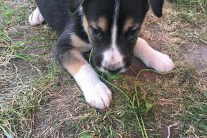 Nemo