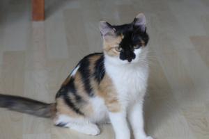 Masha