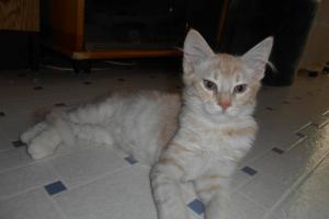 Simba
