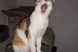 Elisa