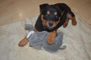 Tinka