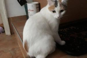 Kitty
