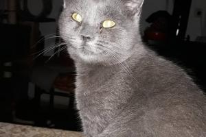 Micha
