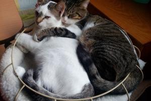 Dalia und Bob