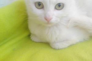 Viona