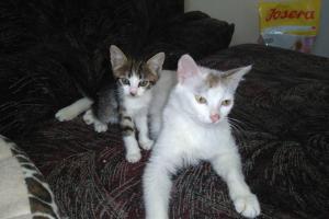 Lady und Tobi