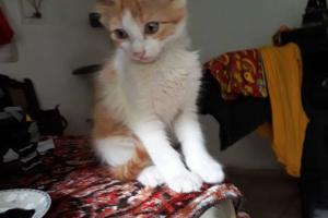 Sammy