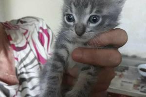 Tamino