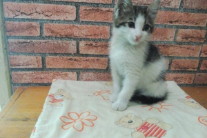 Fabian