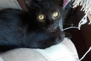 Susi 