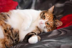 Minou