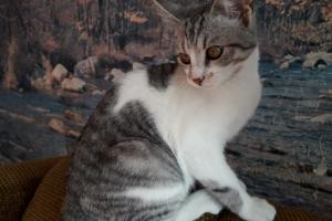 Tilly