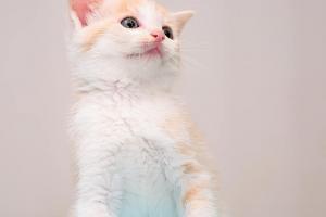 Flynn