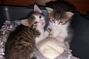 Samira und Cleo (Adoptiert)