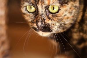 Dina 