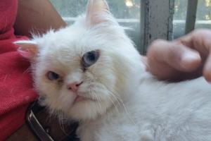 Fluffy