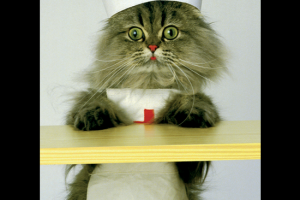 Katzen