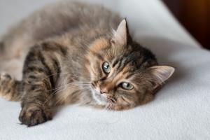 Katzen