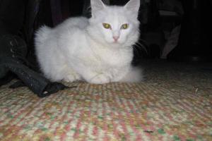 Lillifee