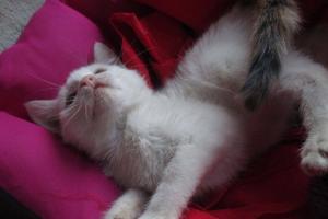 Miou_Miou
